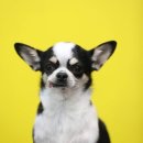 멍멍뷰티 이미지