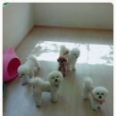 샤워하는 강아지 이미지