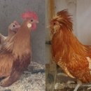 사무엘농장 이미지