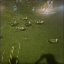 김용직 | [82번째 주간일기] 두번째 토플 시험을 마치고 난 후기 &amp; 폭우로 인한 기숙사 정전