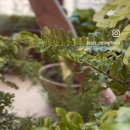 키친아토 이미지