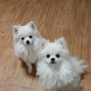 콩자반 애견미용실 이미지