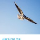 국제덴트카