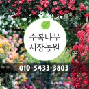 분꽃농장 | 유럽분꽃 납품 후기