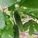 이정두 농장 이미지