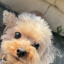 종로애견미용 이미지