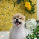 올라펫살롱 이미지