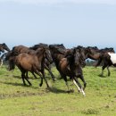 국립축산과학원 난지축산연구소 이미지