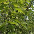 하늬울공원 이미지