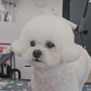 빠몽(PAWMONG) 이미지