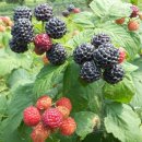 금실농장 이미지