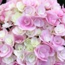 현주농장 2 이미지