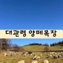 큰고개목장 | [강원도] 강원도 평창 대관령양떼목장 후기, 아이와 함께 가볼만한 강원도 여행 코스로 추천!