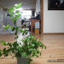 쟈스민2 이미지