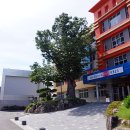 느티나무 이미지