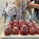 델리카한스 이미지