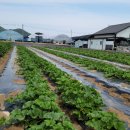 초포농장 이미지