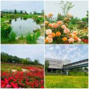 산책 - 안양천 장미 &amp; 꽃구경
