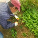 플러스3호태양광 이미지