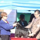 퍼피로비 이미지