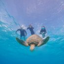 브로디캠프 | 필리핀 보홀 호핑투어 자유여행 발리카삭 대왕 거북 현지업체 단독 배