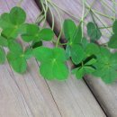 크로바목장 이미지