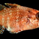 gc-camera-034 이미지