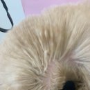 윌리하니 그루밍 이미지