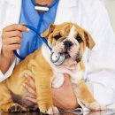 선릉동물병원 이미지
