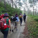 금강소나무숲길 2구간(한나무재길) 9.6km 4시간. 쌍전리산돌배나무-큰넓재-한나무재 이미지