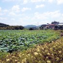 창녕 팔락정 이미지