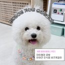 세종주얼리 | 세종 강아지 비즈목걸이 원데이클래스 추천 마이엠마 주얼리공방 반려견인식표