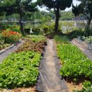 꽃과 한옥 이미지