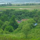 중간상사리 이미지