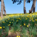 선도수선화 이미지