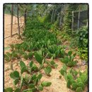 원농장1 이미지