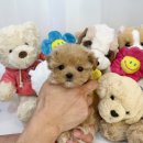 향기펫샵 이미지