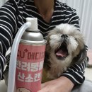 하늘바람 메디칼 | 반려동물 산소캔, 휴대용 강아지 산소호흡기 실제 사용 후기 판매처