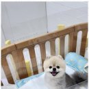 힐링퍼피 이미지