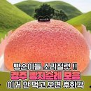 &#34;대통령도 먹었다&#34; 빵순이들 정신 못차린다는 경주 빵 정체 이미지