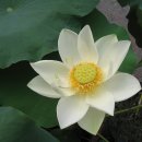 백련불교문화원 Daum카페