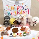 902댕스쿨 이미지