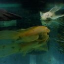 안시농장 이미지