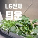 소산전자 | 제품 후기 : LG전자 틔운 미니 30일 재배 후기 집에서 가꾸는 나만의 텃밭 식물생활가전 / 35일차 추가
