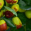 보은농장2 이미지