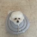 사르르몽몽 이미지