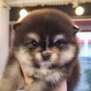 아이러브독 서초점 | 13년 전통 아이러브독 인천점에서 만나는 행복한 반려 이야기!