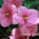 바이올렛 이미지