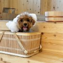 아쯔아쯔료칸 이미지