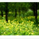 숲속의향기 이미지